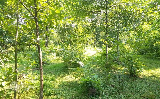 Land Plot for House Development in Chakvi, Georgia