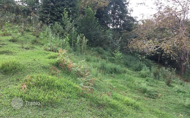 Land Plot 500 m from the Sea in Buknari, Batumi, photo 2