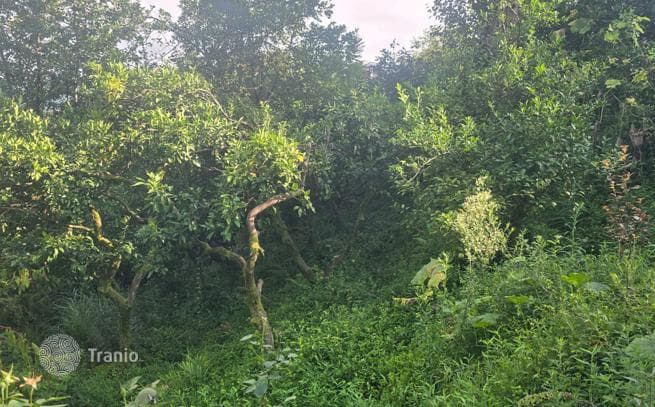 Land Plot with Mountain and Sea Views in Tsikhisdziri, Batumi, photo 4
