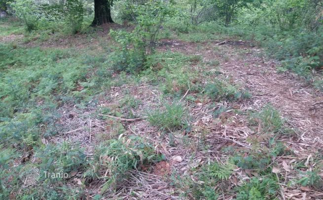 Land Plot with Sea View near Batumi, Georgia, photo 5