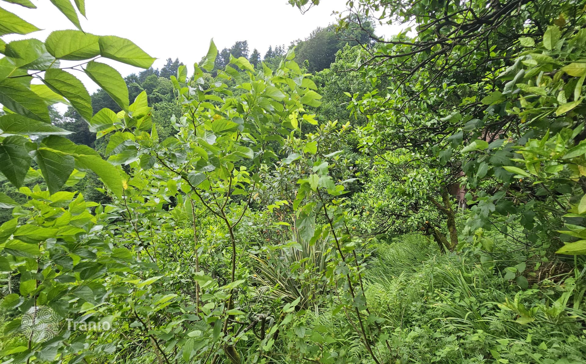 4,500 m² Land Plot with Sea View in Chakvi, Batumi