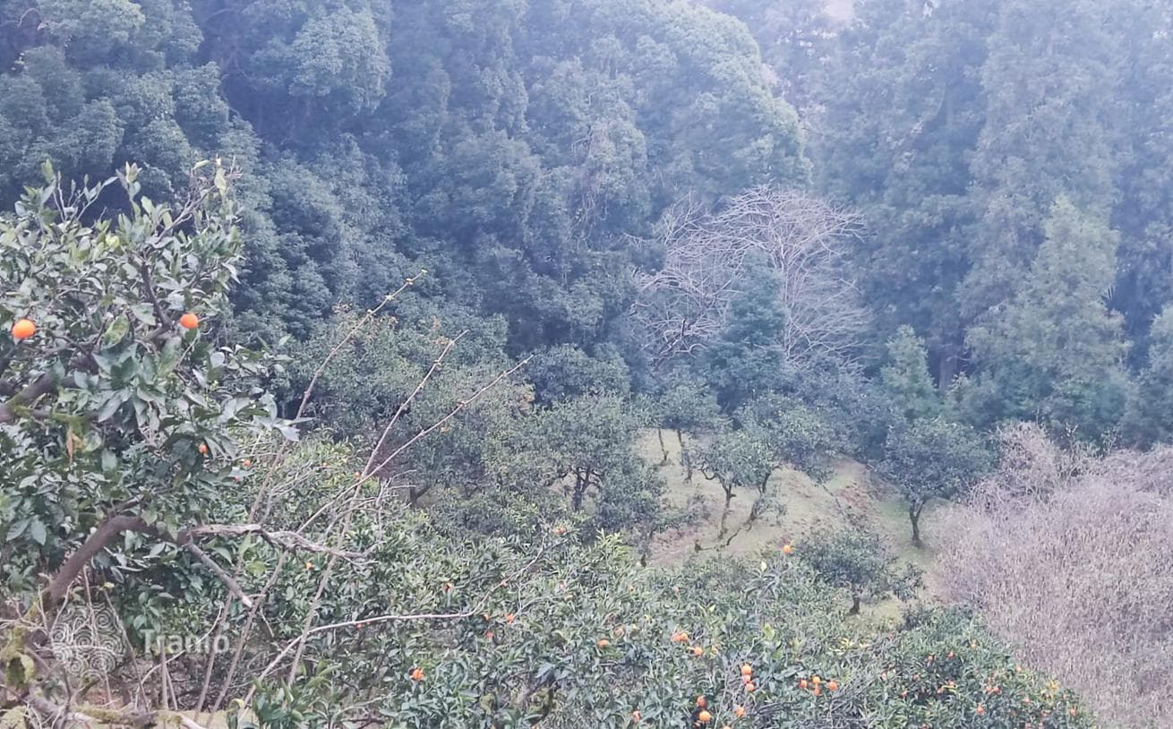 Large Land Plot Between Sea and Mountains near Batumi, photo 4