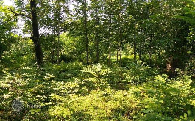 Land Plot for House Development in Chakvi, Georgia, photo 4