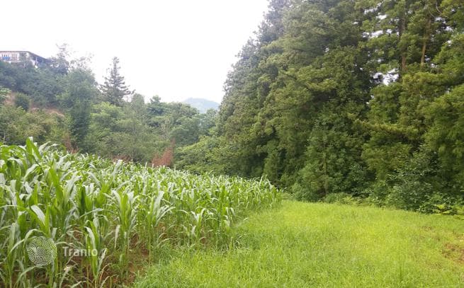 Land Plot in the Mountains on a River, 4 km from the Sea in Batumi
