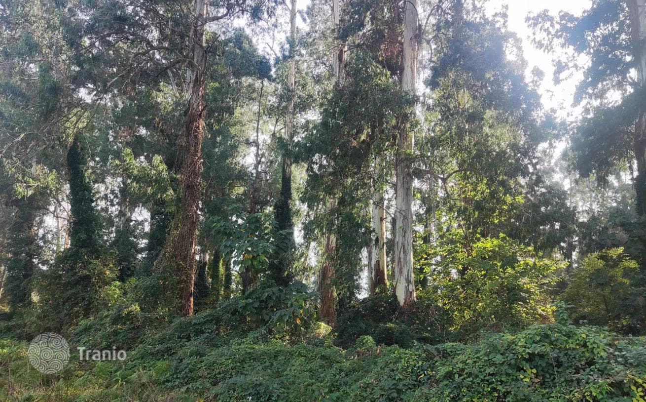 Land for House or Villa Development Near Batumi, Chakvi