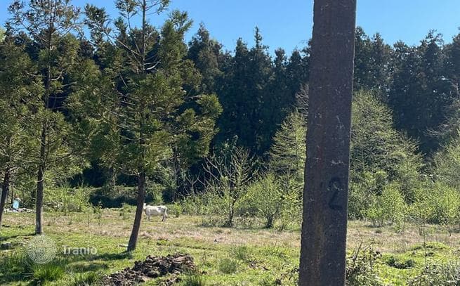 Beachfront Land Plot in Chakvi, Near Batumi, photo 2