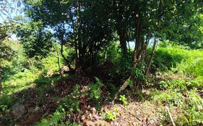 Non-Agricultural Land Plot with Panoramic Sea and City Views in Batumi, photo 4