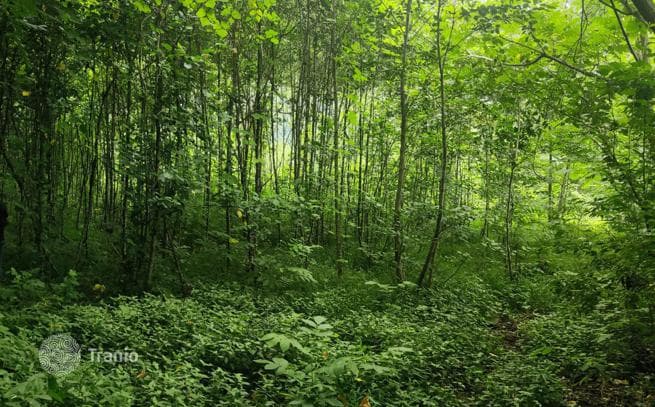 Land Plot in Mtirala National Park near Batumi, Georgia, photo 5