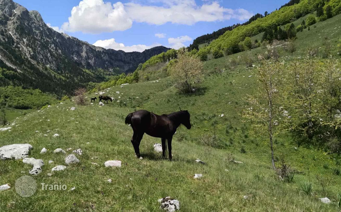 32,013 m² Land Plot for Development in Lipovo, Kolasin