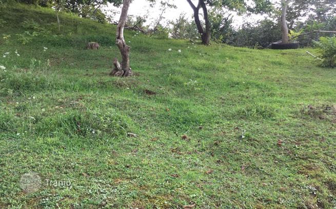 Land Plot 500 m from the Sea in Buknari, Batumi, photo 3