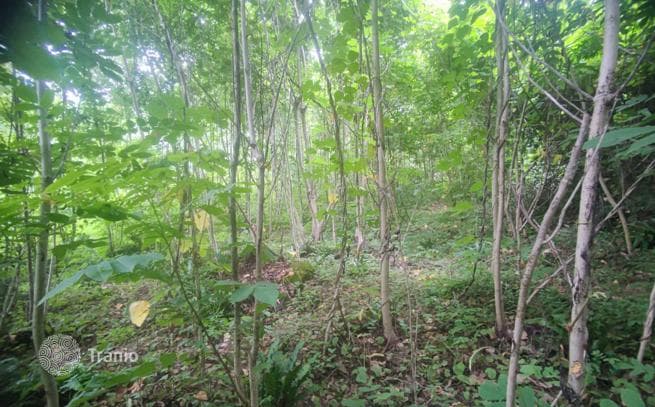 Land Plot in Mtirala National Park near Batumi, Georgia