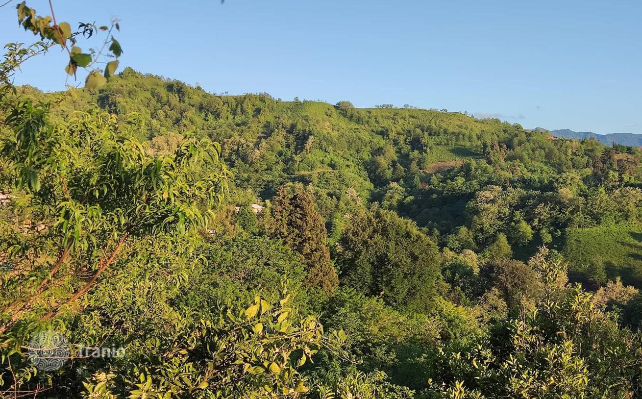 Land Plot with Sea and City Views in Adjara, Batumi, photo 5
