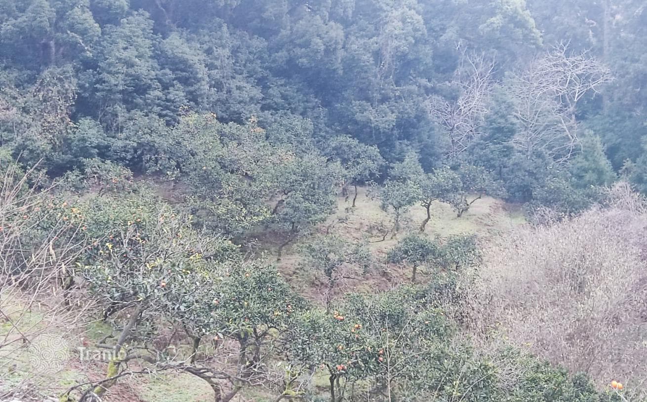 Large Land Plot Between Sea and Mountains near Batumi, photo 2