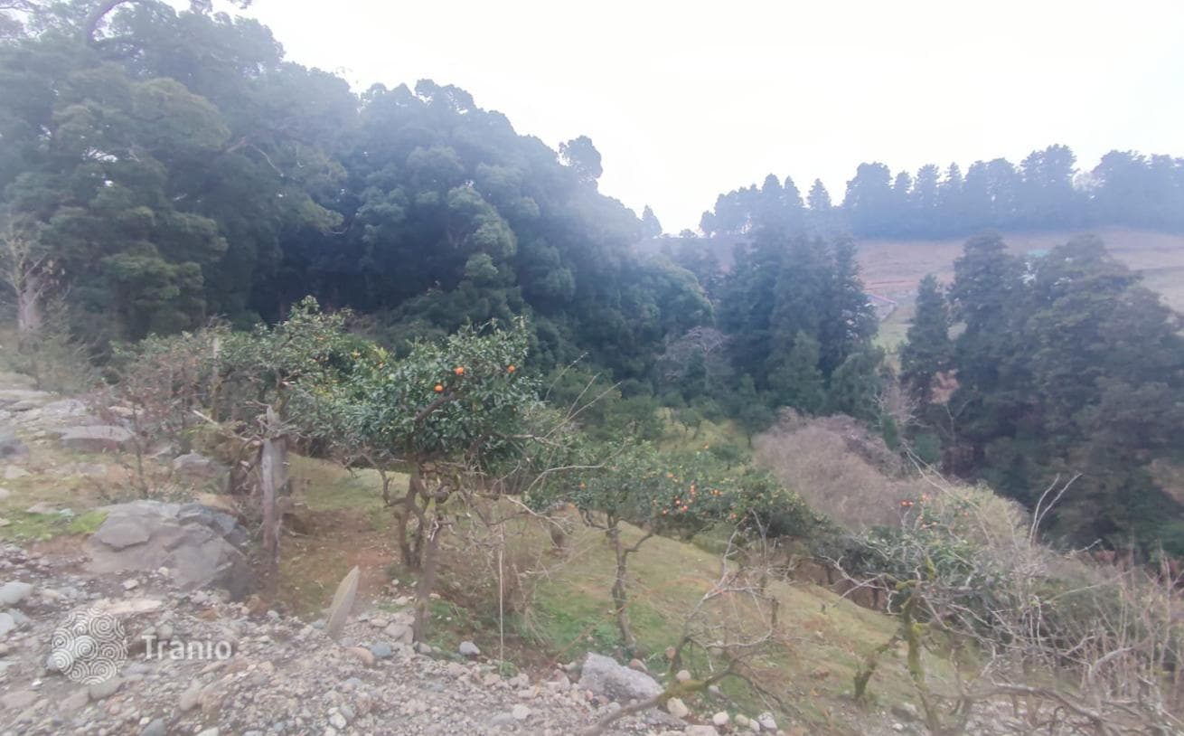 Large Land Plot Between Sea and Mountains near Batumi