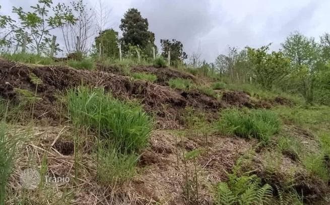 Land Plot with Sea View in Makhinjauri, Batumi, photo 4