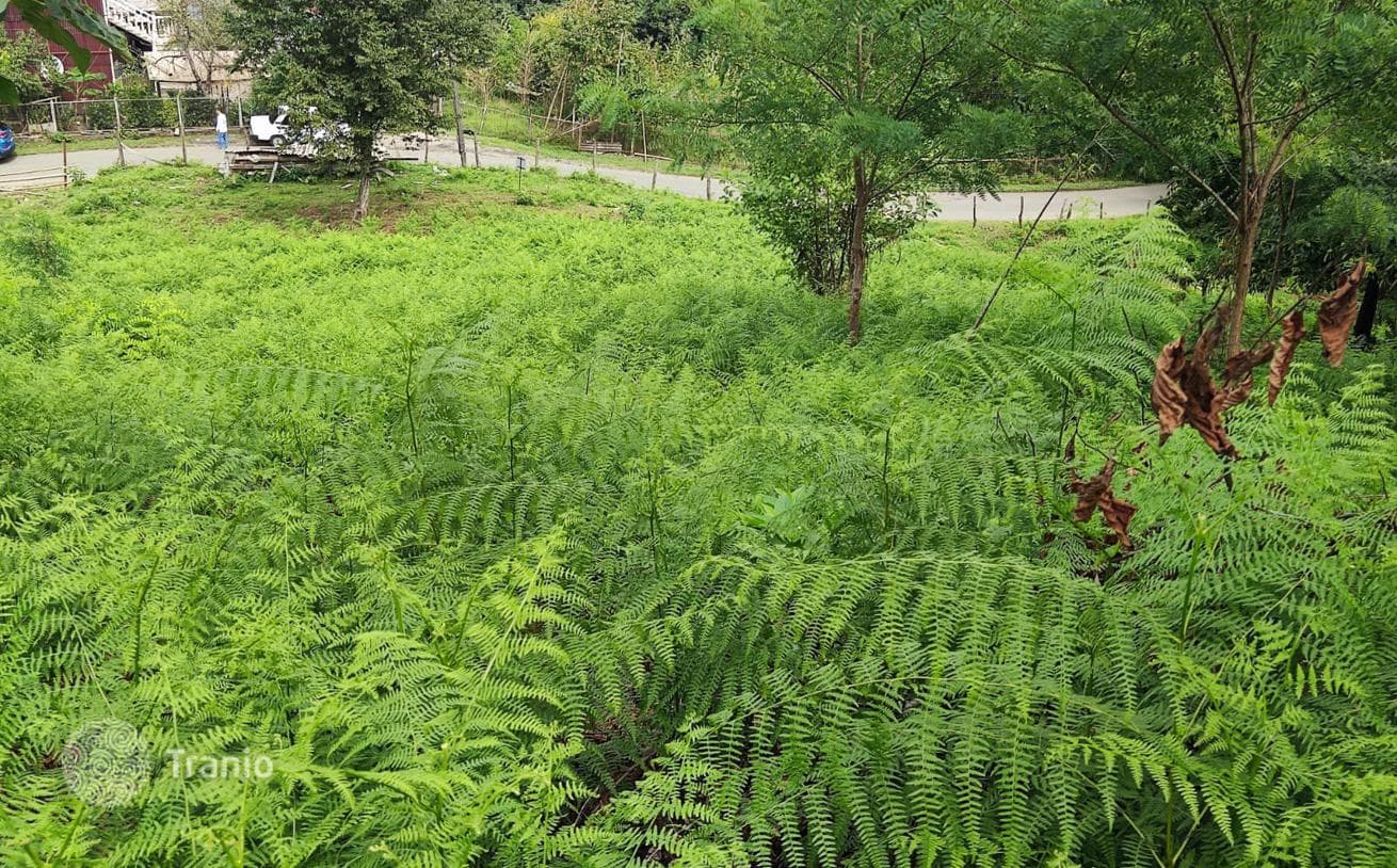 Non-Agricultural Land Plot with Sea View in Tsikisdziri, Batumi, photo 4