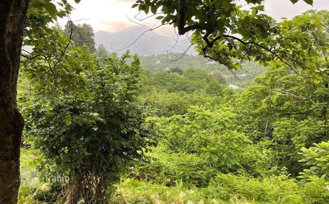 Non-Agricultural Land Plot 15 km from Batumi, Georgia, photo 3