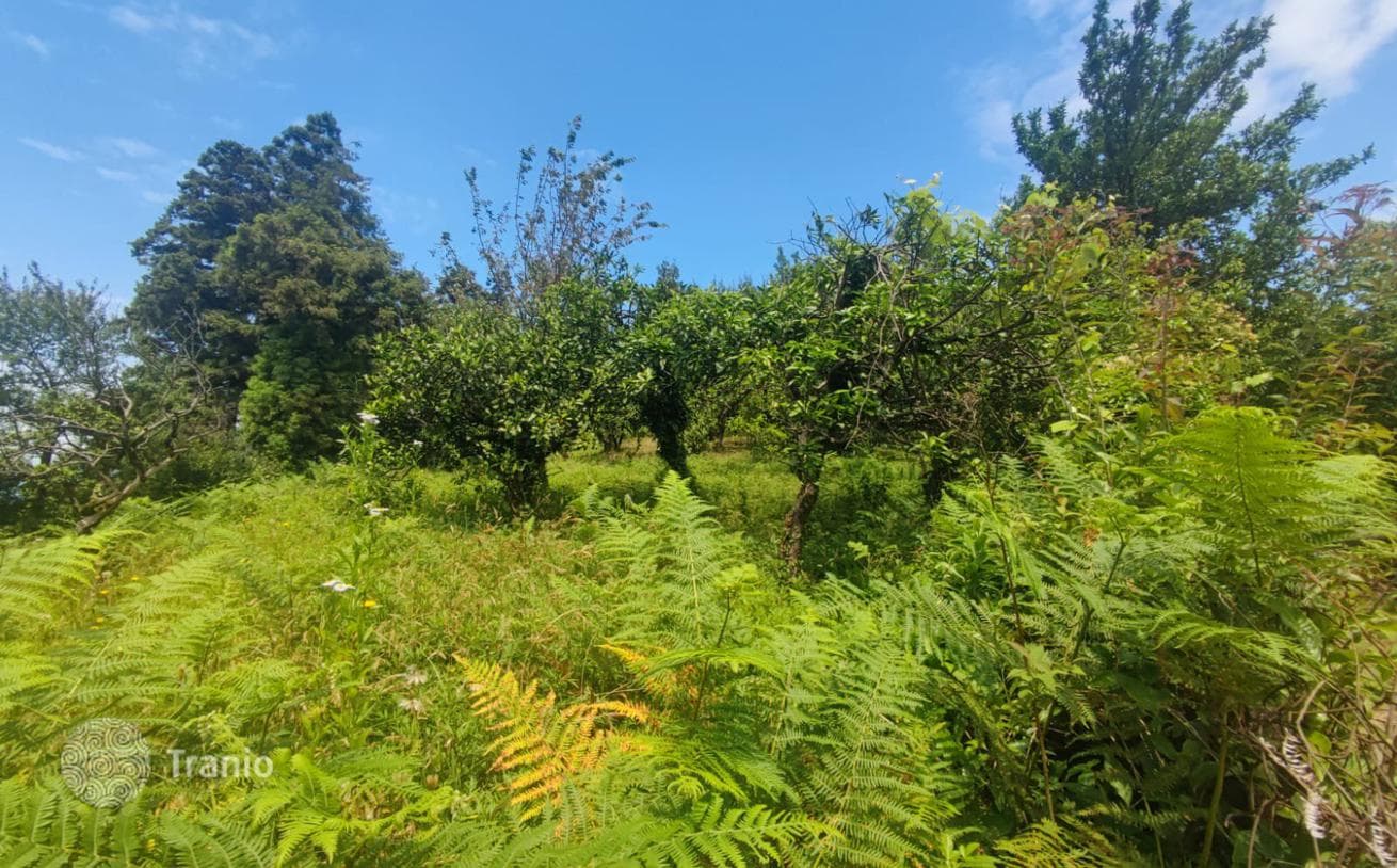 Land Plot for Villa and Townhouse Development in Makhinjauri, Batumi, photo 3