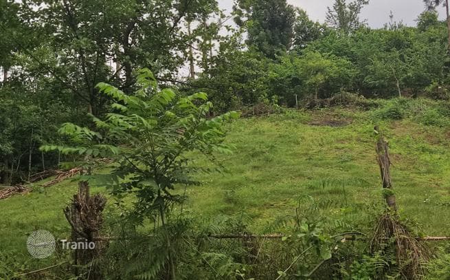 Land Plot 300 m from the Sea in Chakvi, Adjara, photo 4