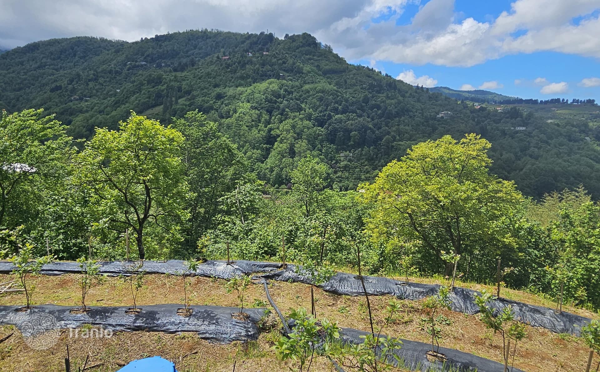 Land Plot with Sea and City Views in Maho, Batumi, photo 4