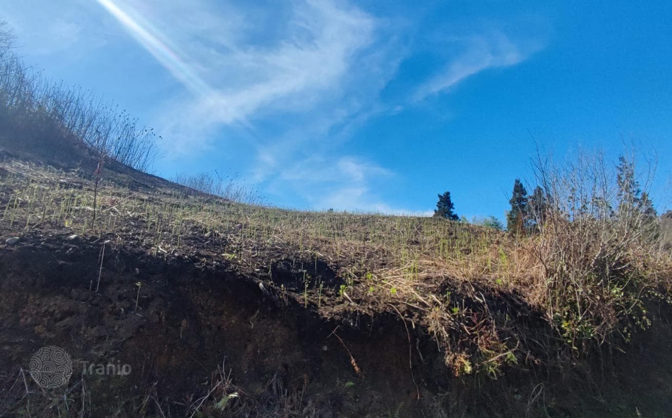 Large Land Plot with Mountain Views in Chakvi, Batumi, photo 3
