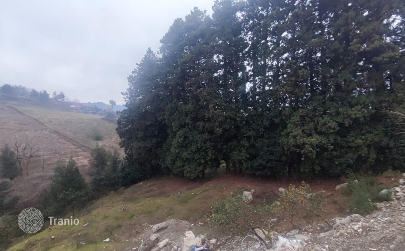 Large Land Plot Between Sea and Mountains near Batumi, photo 5