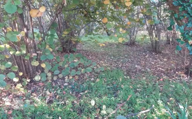 Beachfront Land Plot near Batumi Botanical Garden, Batumi, photo 3