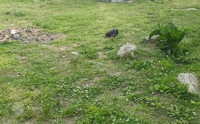 Non-Agricultural Land Plot in Batumi