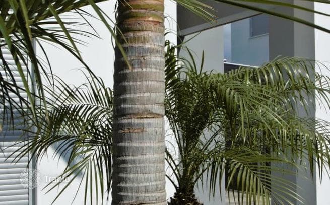 4-Bedroom Villa in Germasogeia, Limassol, photo 2