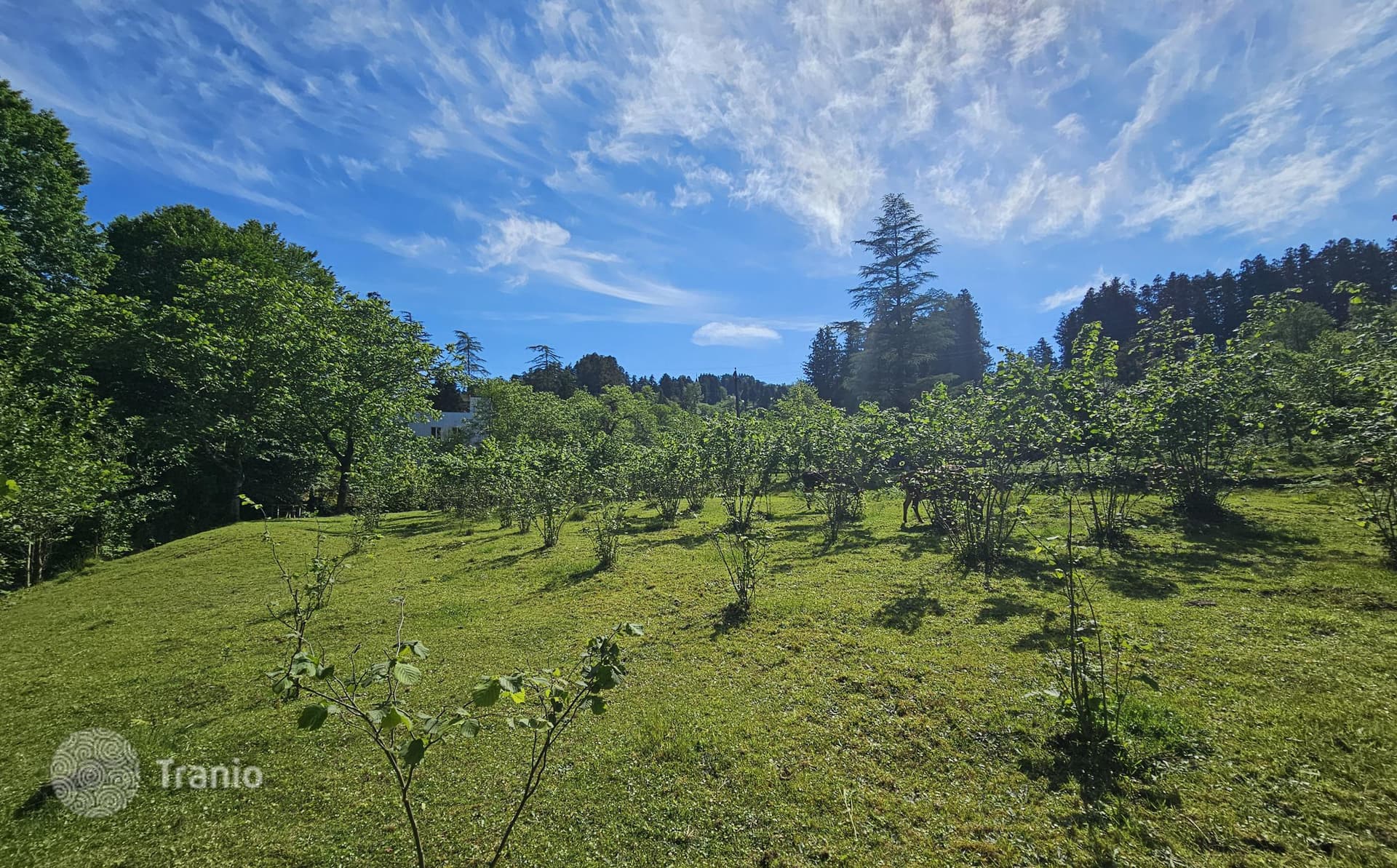 Non-Agricultural Land Plot on River with Mountain Views in Chakvi, Batumi, photo 4