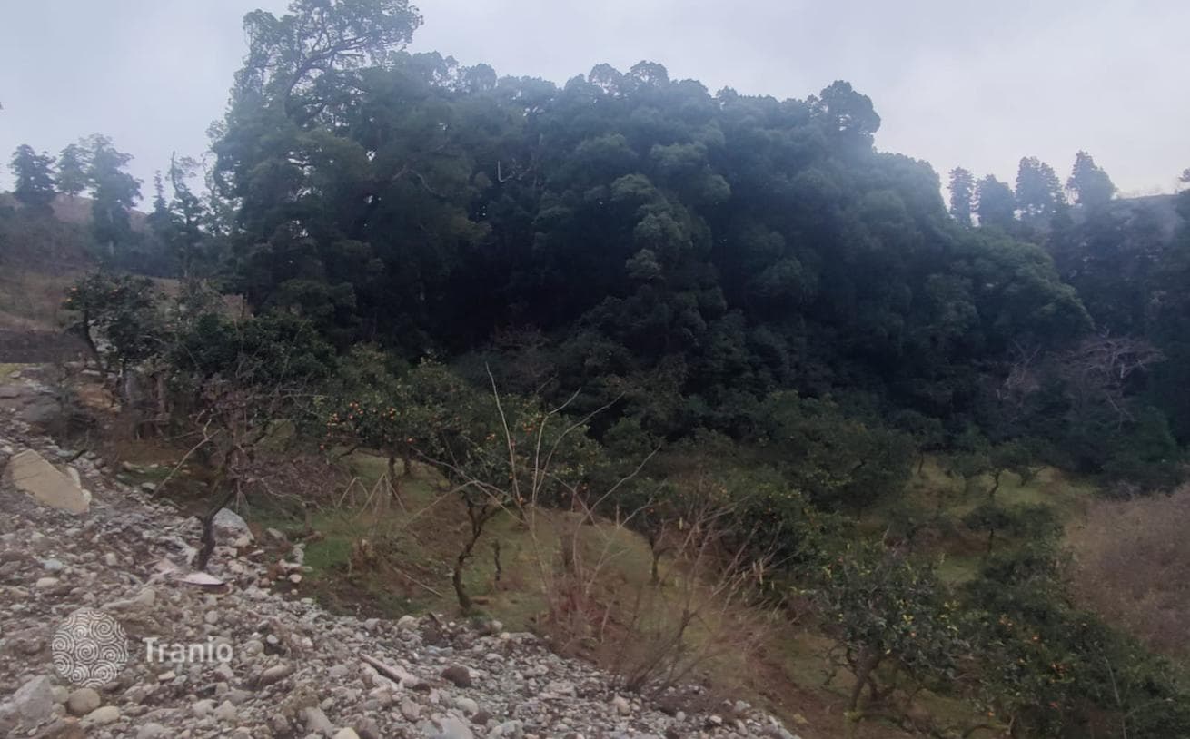 Large Land Plot Between Sea and Mountains near Batumi, photo 3