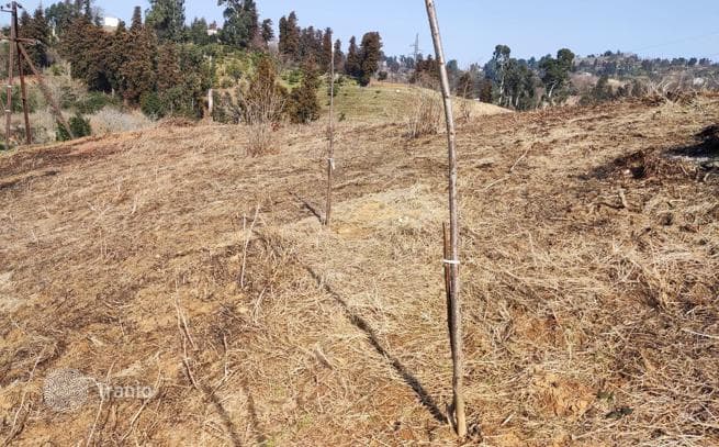 Land Plot 500 m from the Sea in Chakvi, Batumi, photo 2