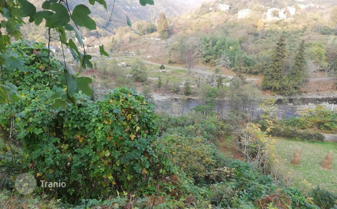 6,000 m² Land Plot with Mandarin and Lemon Grove in Hala, Batumi