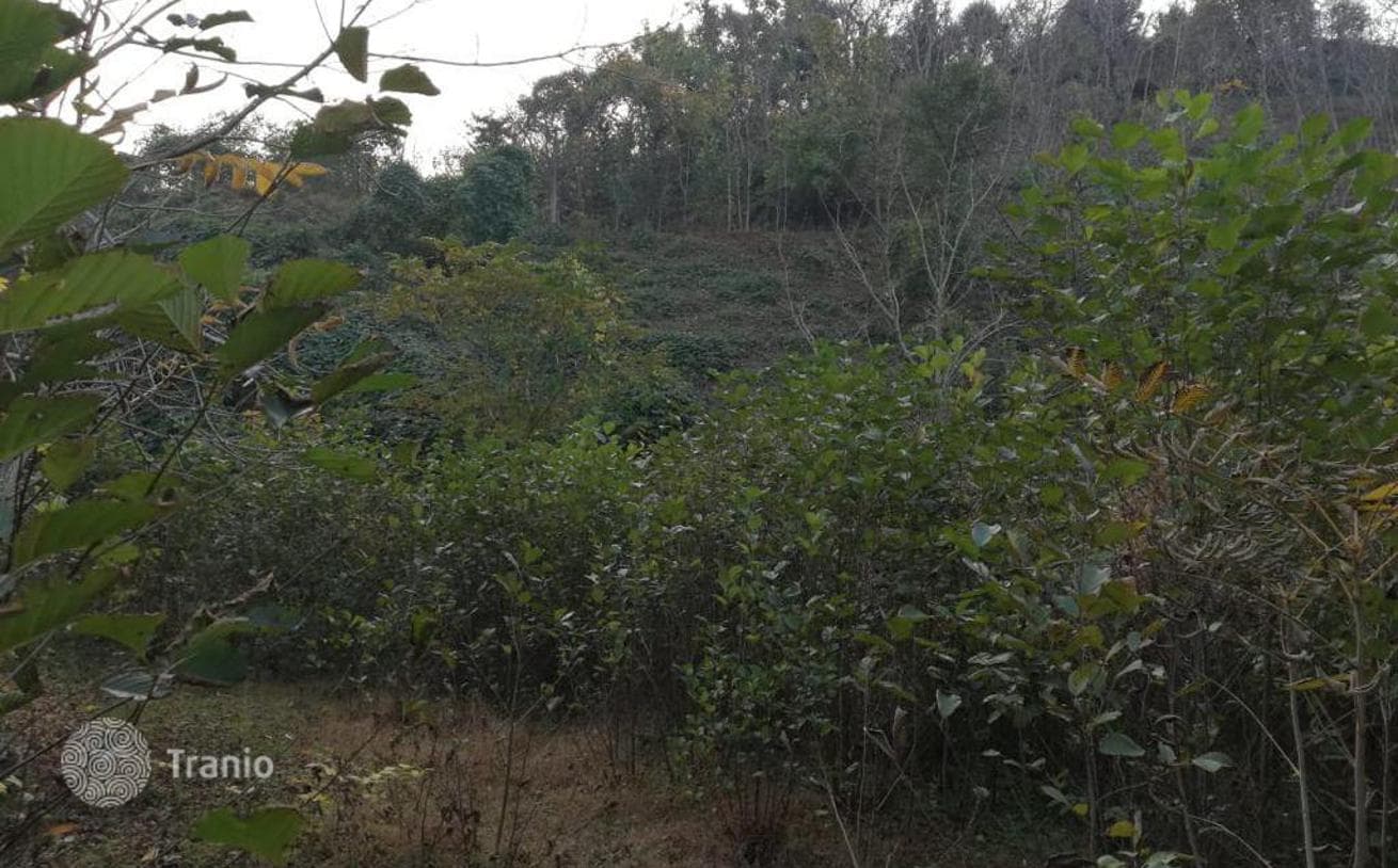 6,000 m² Land Plot with Mandarin and Lemon Grove in Hala, Batumi, photo 4