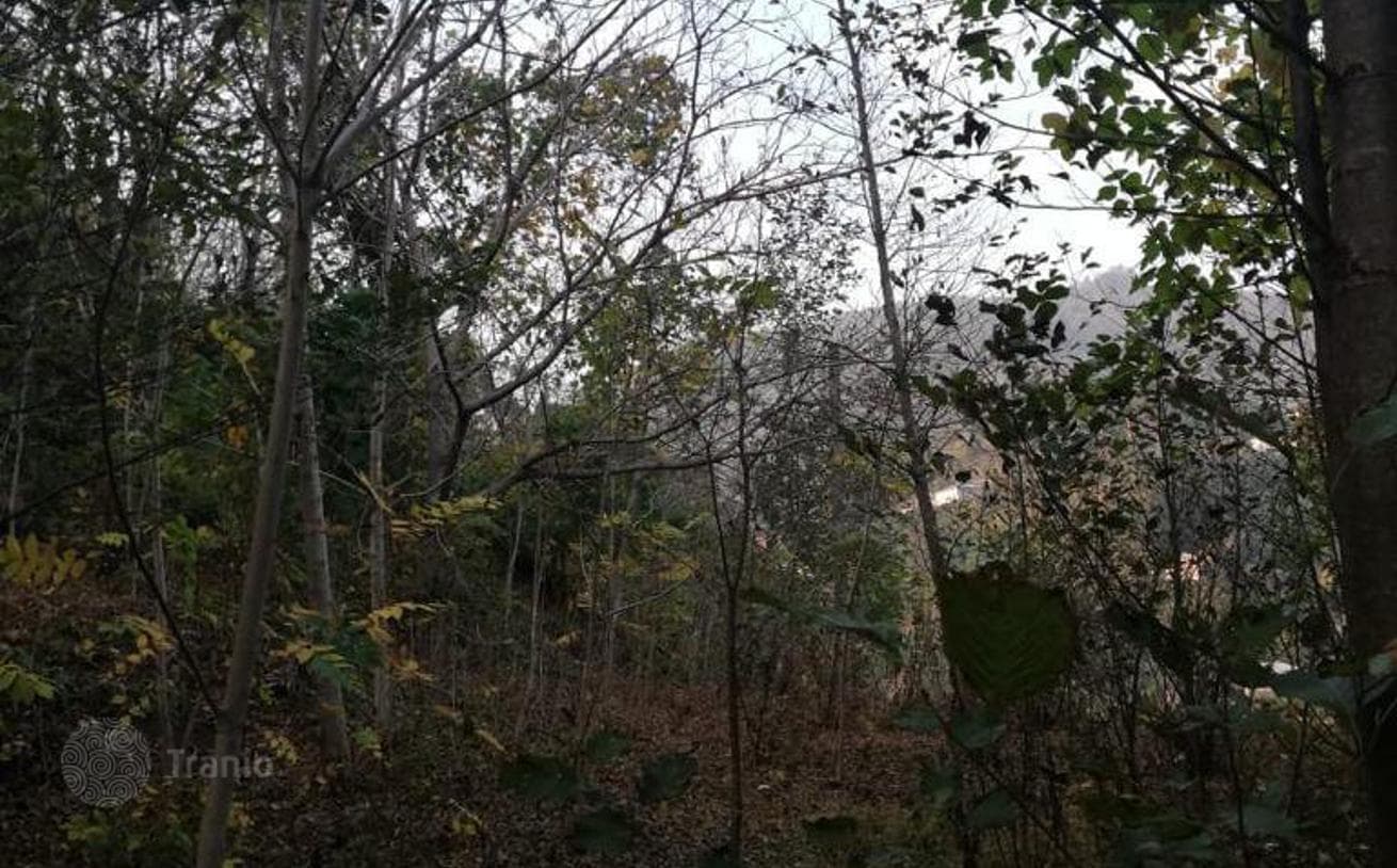 6,000 m² Land Plot with Mandarin and Lemon Grove in Hala, Batumi, photo 5