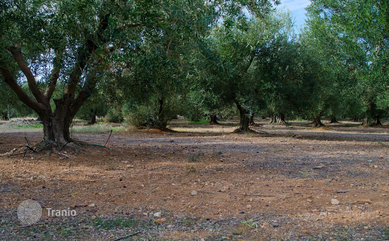 Land Plot in Kassandra, Halkidiki, photo 2