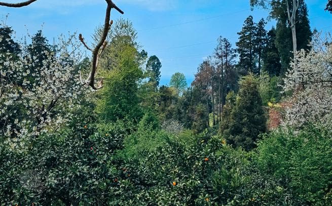 470 m² Land Plot with Mountain and Sea Views in Tskhilisdziri, photo 5