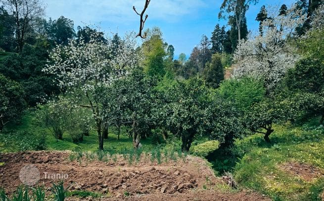 470 m² Land Plot with Mountain and Sea Views in Tskhilisdziri, photo 4
