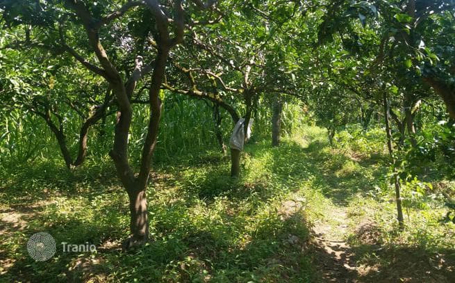 2-Story House with Fruit Garden in Chakvi, Batumi, photo 2
