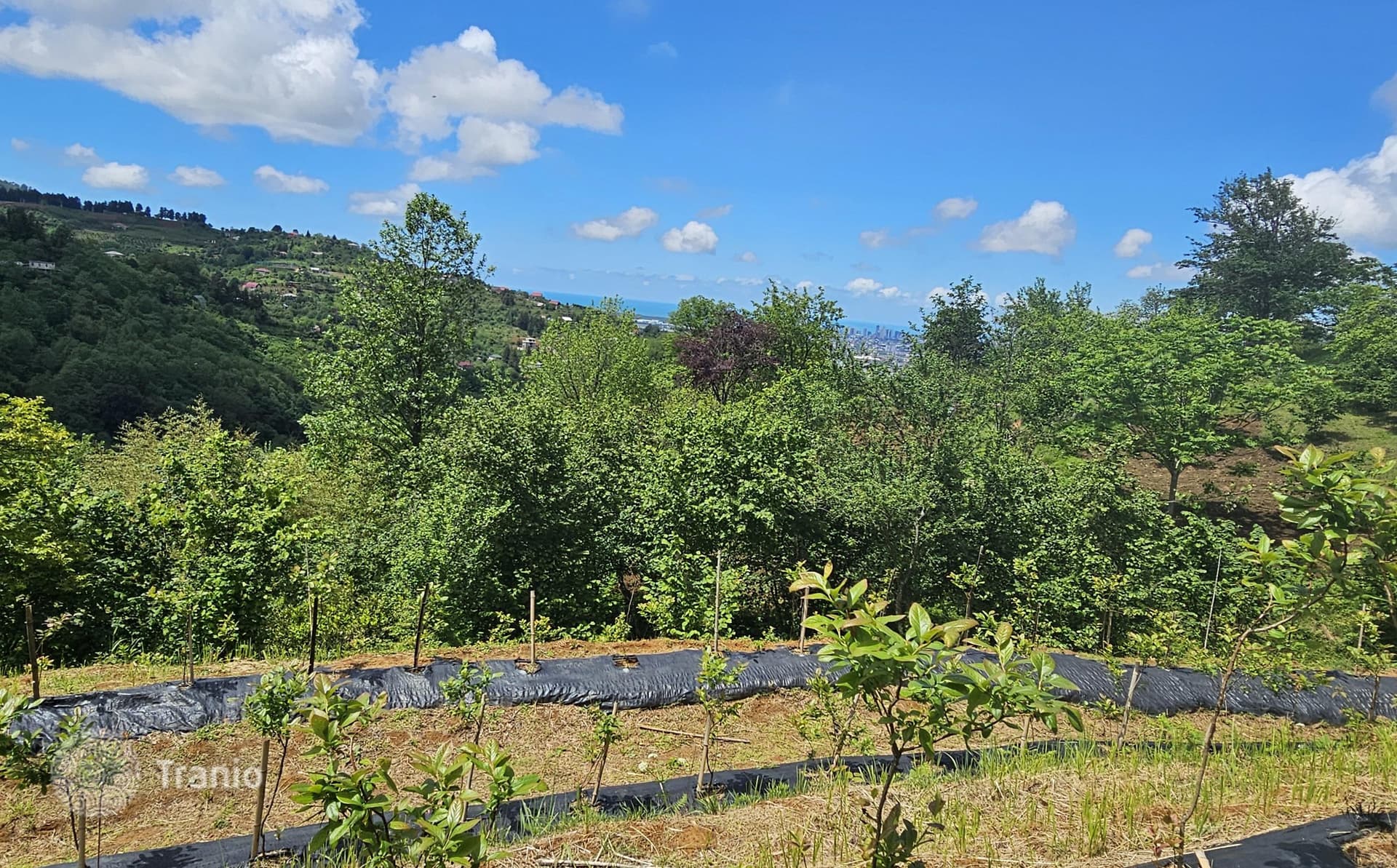 Land Plot with Sea and City Views in Maho, Batumi, photo 5