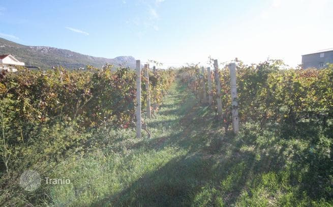 Land Plot with Vineyard and Sea View in Kastela, Split, photo 2