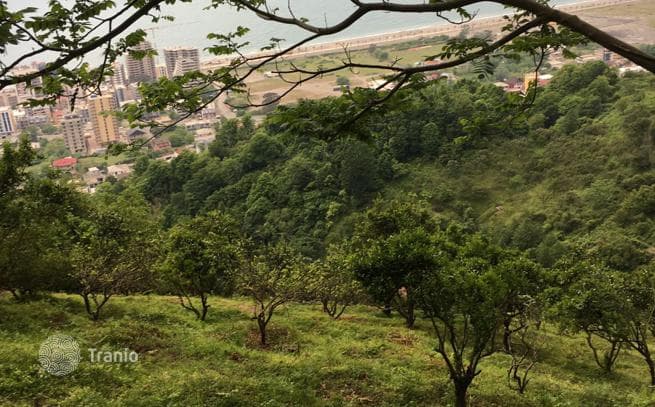 Land Plot with Panoramic Sea and Mountain Views in Batumi, photo 4