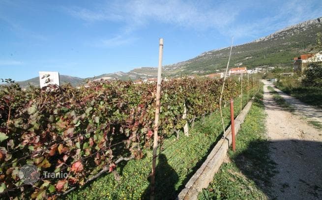 Land Plot with Vineyard and Sea View in Kastela, Split, photo 3